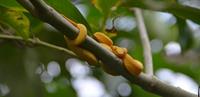 Eyelash viper in Costa Rica